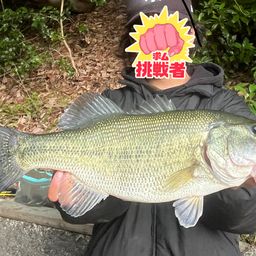 ブラックバス