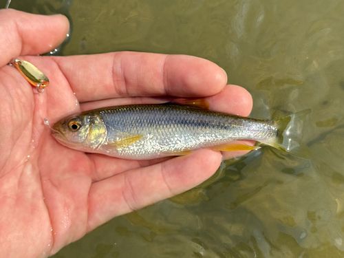 カワムツの釣果