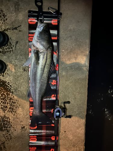 シーバスの釣果