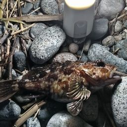 カサゴ