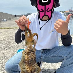 アオリイカ