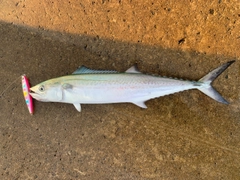 サゴシの釣果