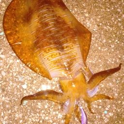 アオリイカ
