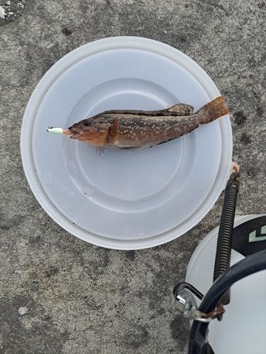 アイナメの釣果