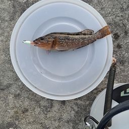 アイナメ