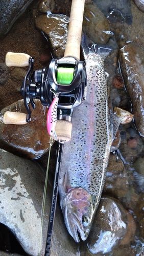 レインボートラウト