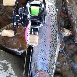 レインボートラウト