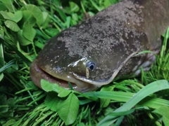 ナマズの釣果