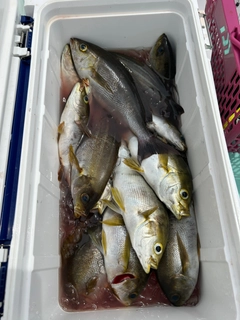 イサキの釣果
