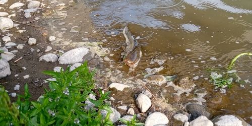 ナマズの釣果