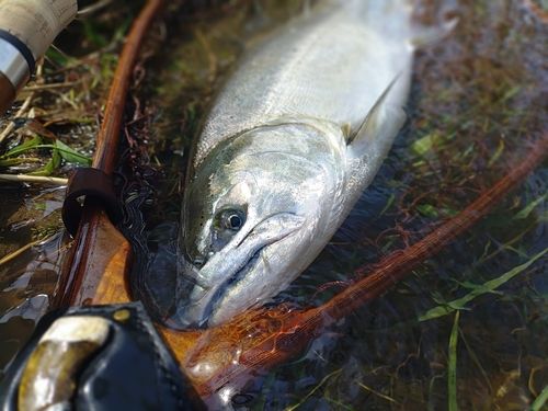 サクラマスの釣果