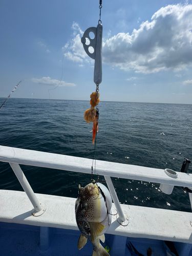 ショウサイフグの釣果