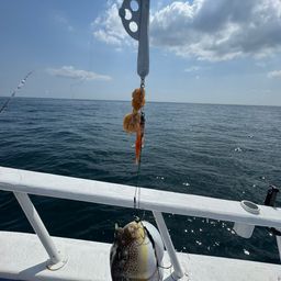 ショウサイフグ