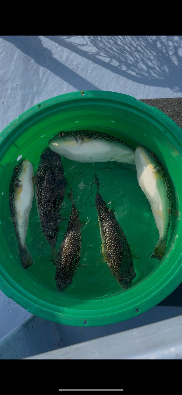 shizuシズさんの釣果 2枚目の画像