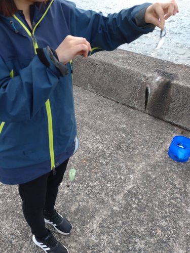 サバの釣果