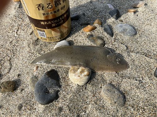 シタビラメの釣果