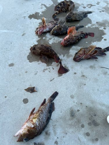 カサゴの釣果