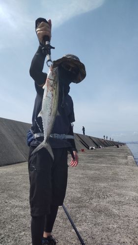 サゴシの釣果