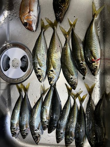 アジの釣果