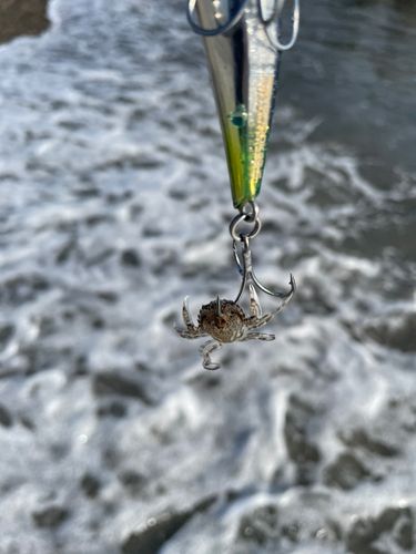 カニの釣果