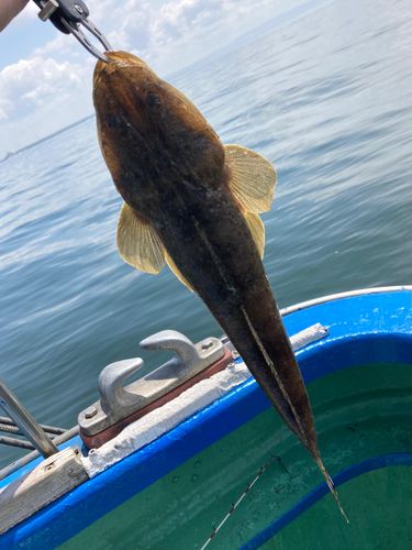 マゴチの釣果