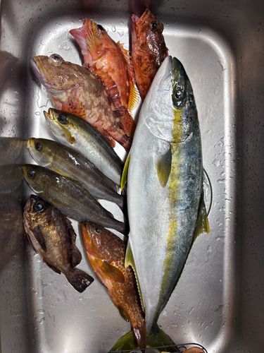 ヒラスの釣果