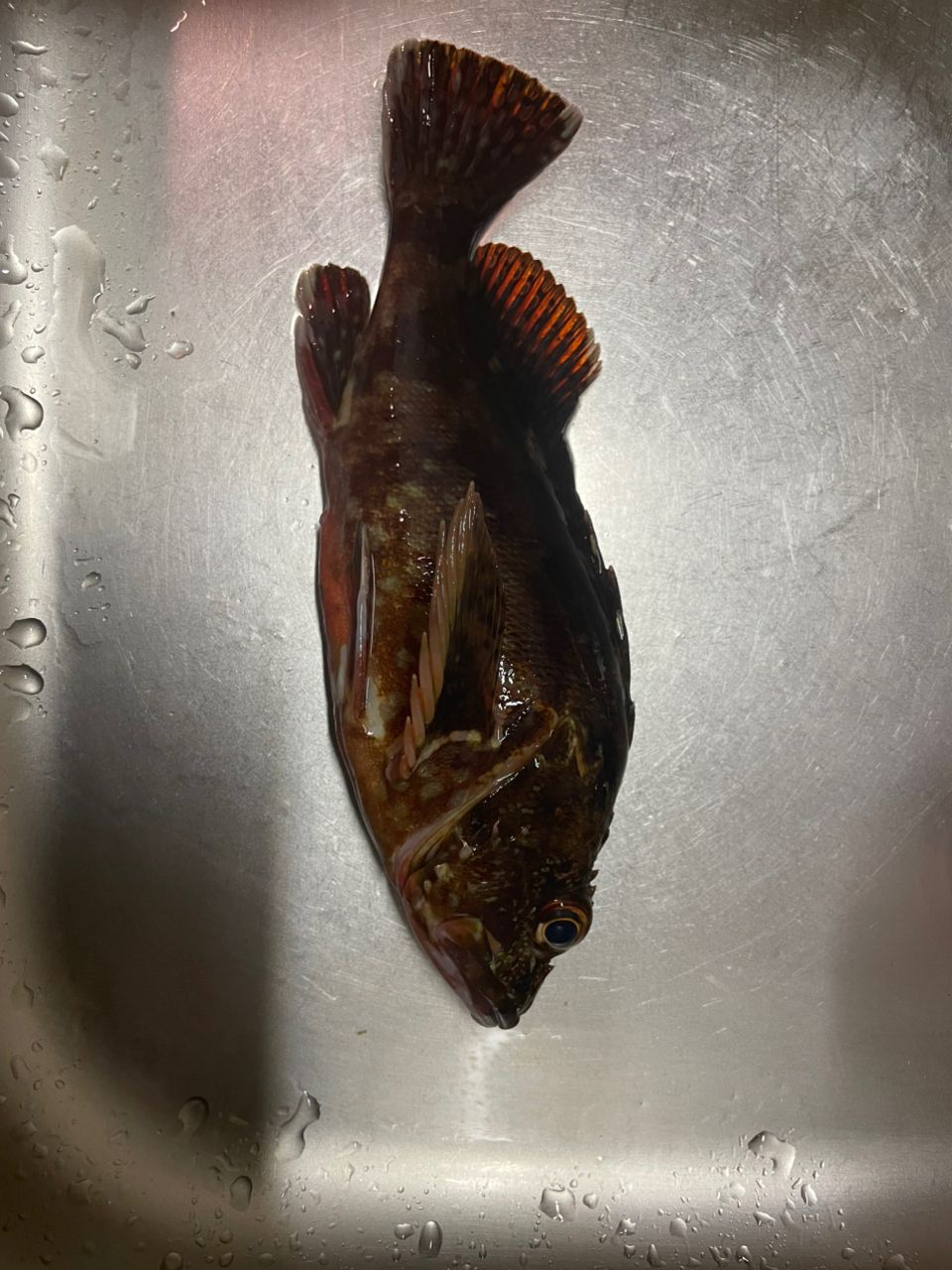 カサゴ
