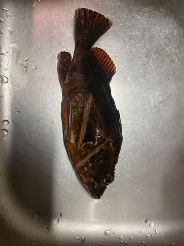 カサゴの釣果