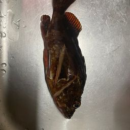 カサゴ