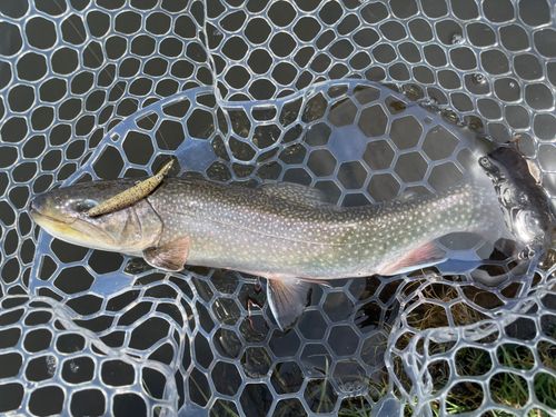 レインボートラウトの釣果