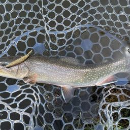 レインボートラウト