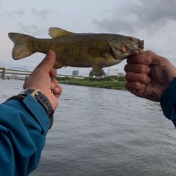 スモールマウスバス