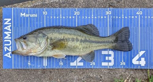 ブラックバスの釣果