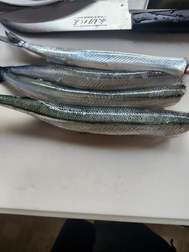 サヨリの釣果