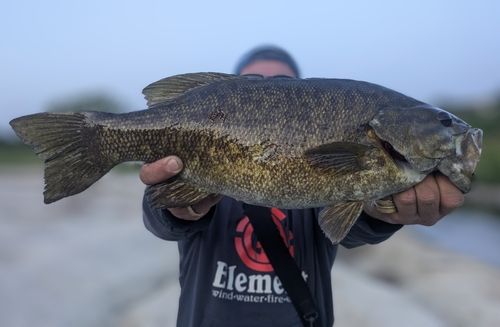 スモールマウスバスの釣果