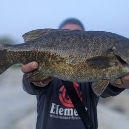 スモールマウスバス