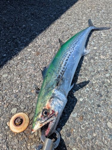 サワラの釣果