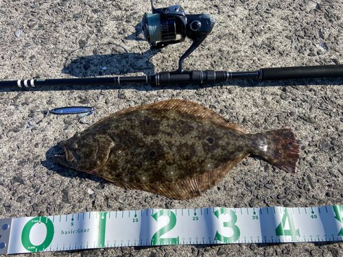 ヒラメの釣果