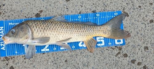 コイの釣果