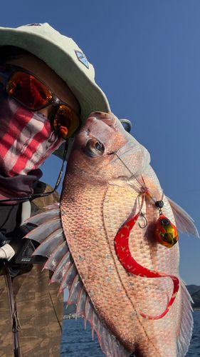 マダイの釣果
