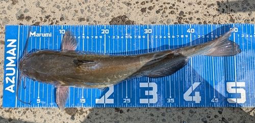 アメリカナマズの釣果
