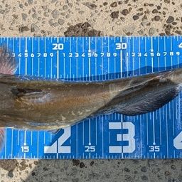 アメリカナマズ