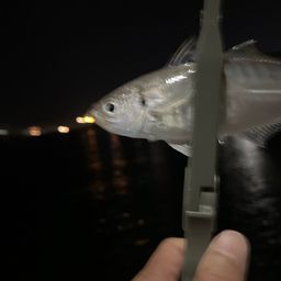 アジ