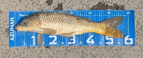 コイの釣果