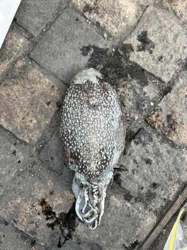 シリヤケイカの釣果