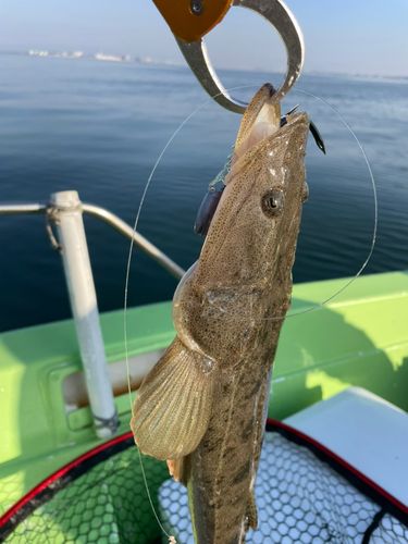マゴチの釣果