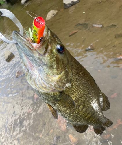 スモールマウスバスの釣果