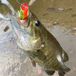 スモールマウスバス