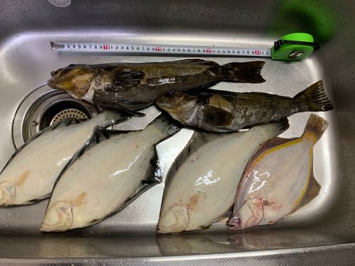 クロガレイの釣果
