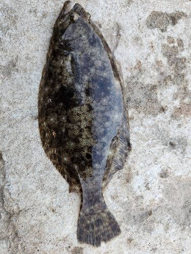クロソイの釣果